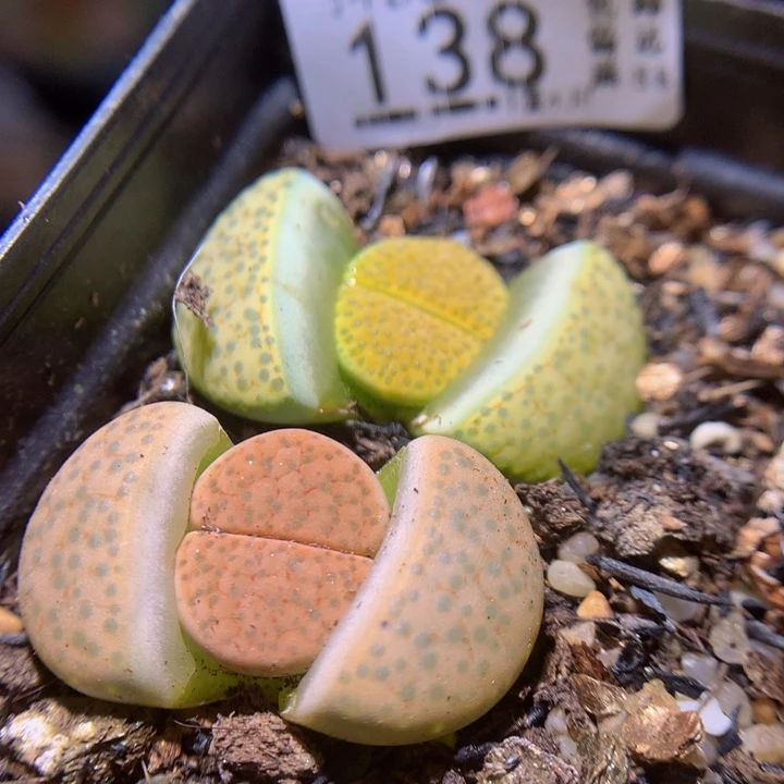 精品生石花38.138