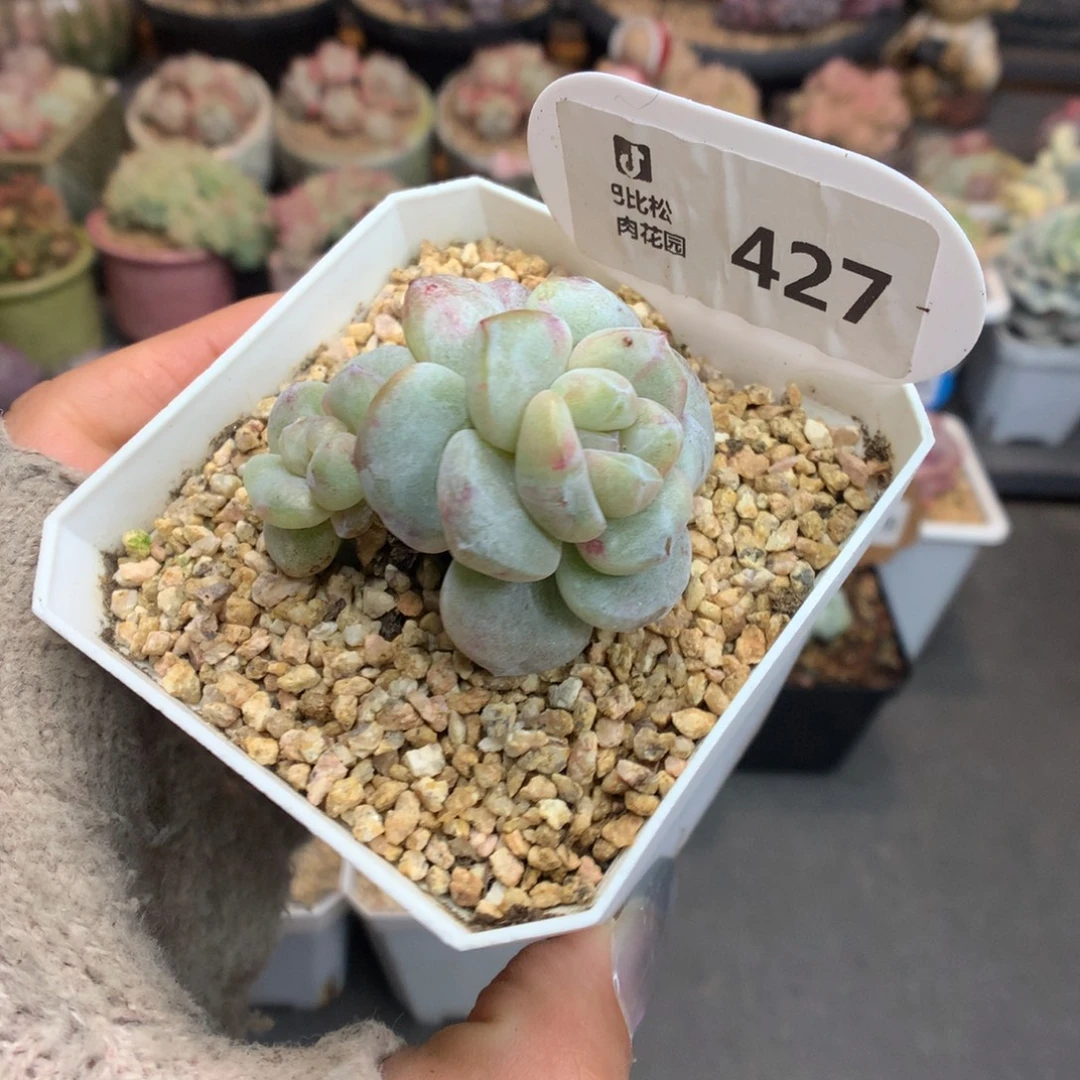 427黄锦冰玉石化多肉植物