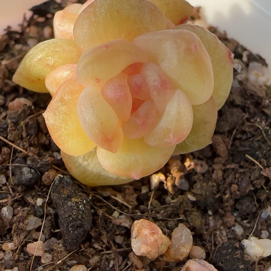 暖***5绝绝子多肉植物一颗