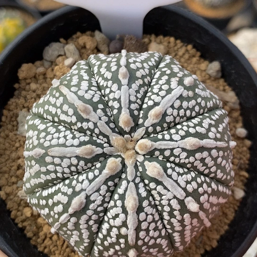 690奇迹兜系列产品