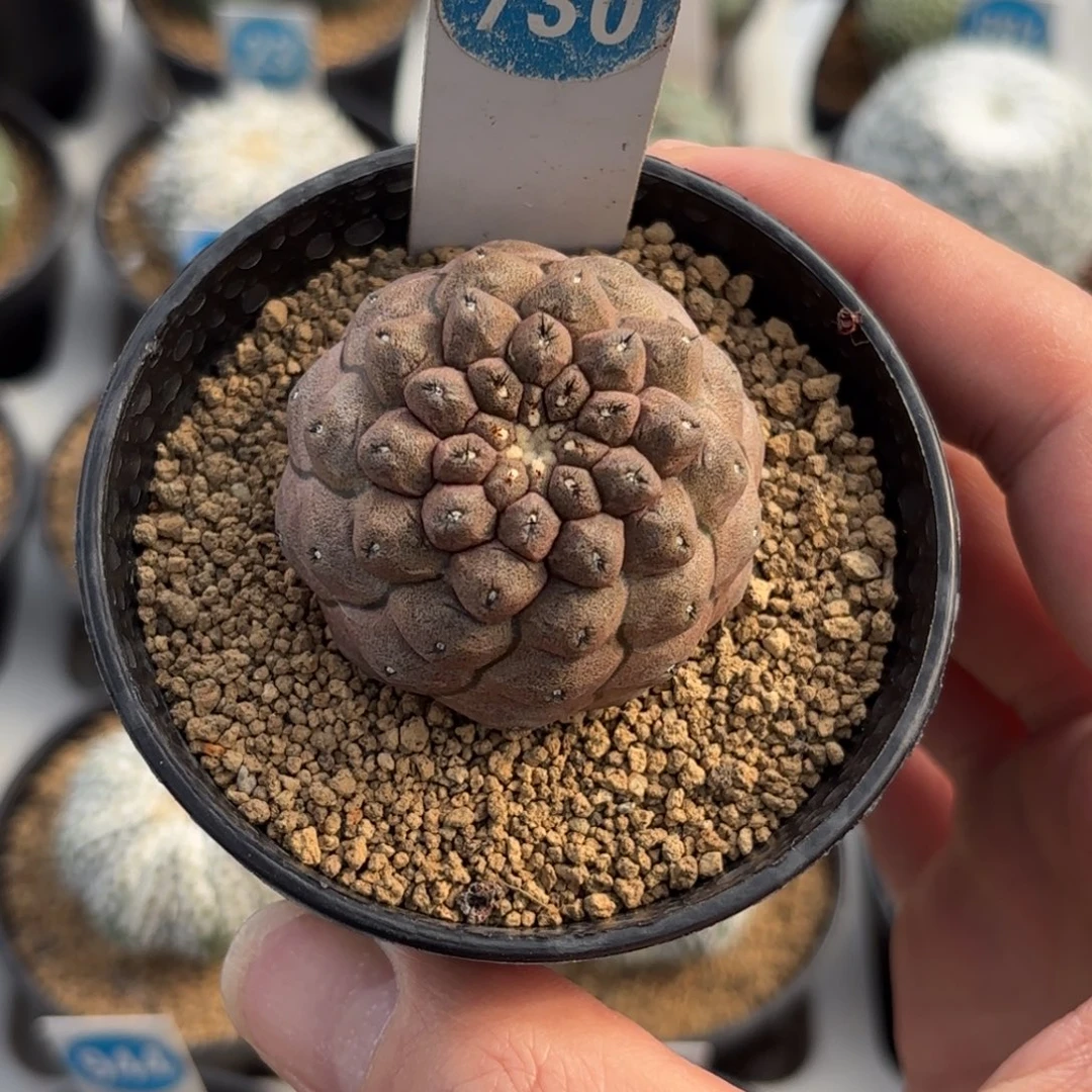 730实生蜥蜴皮带盆带土发货