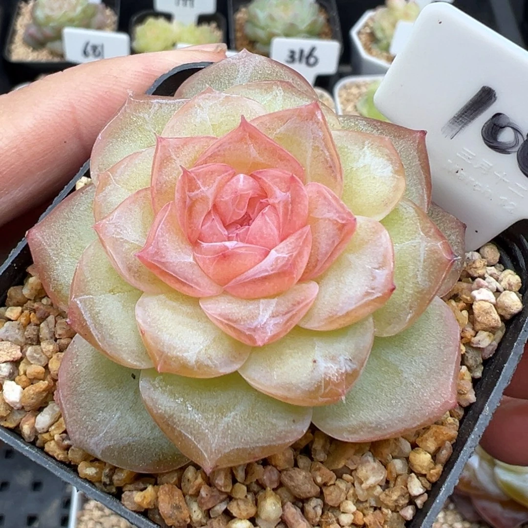 100号风花雪月系列孤品个体