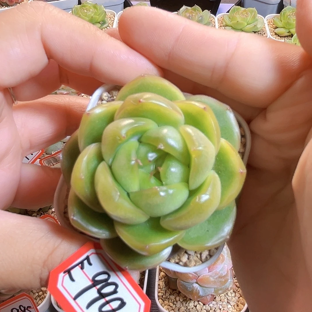 E990一物一拍 祖母绿