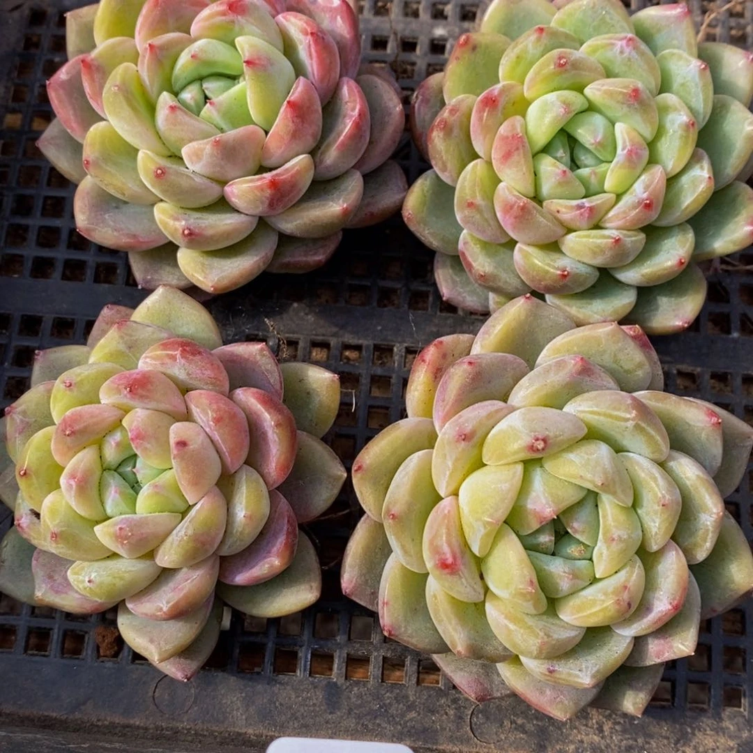 529多肉植物保护研究所所长助理