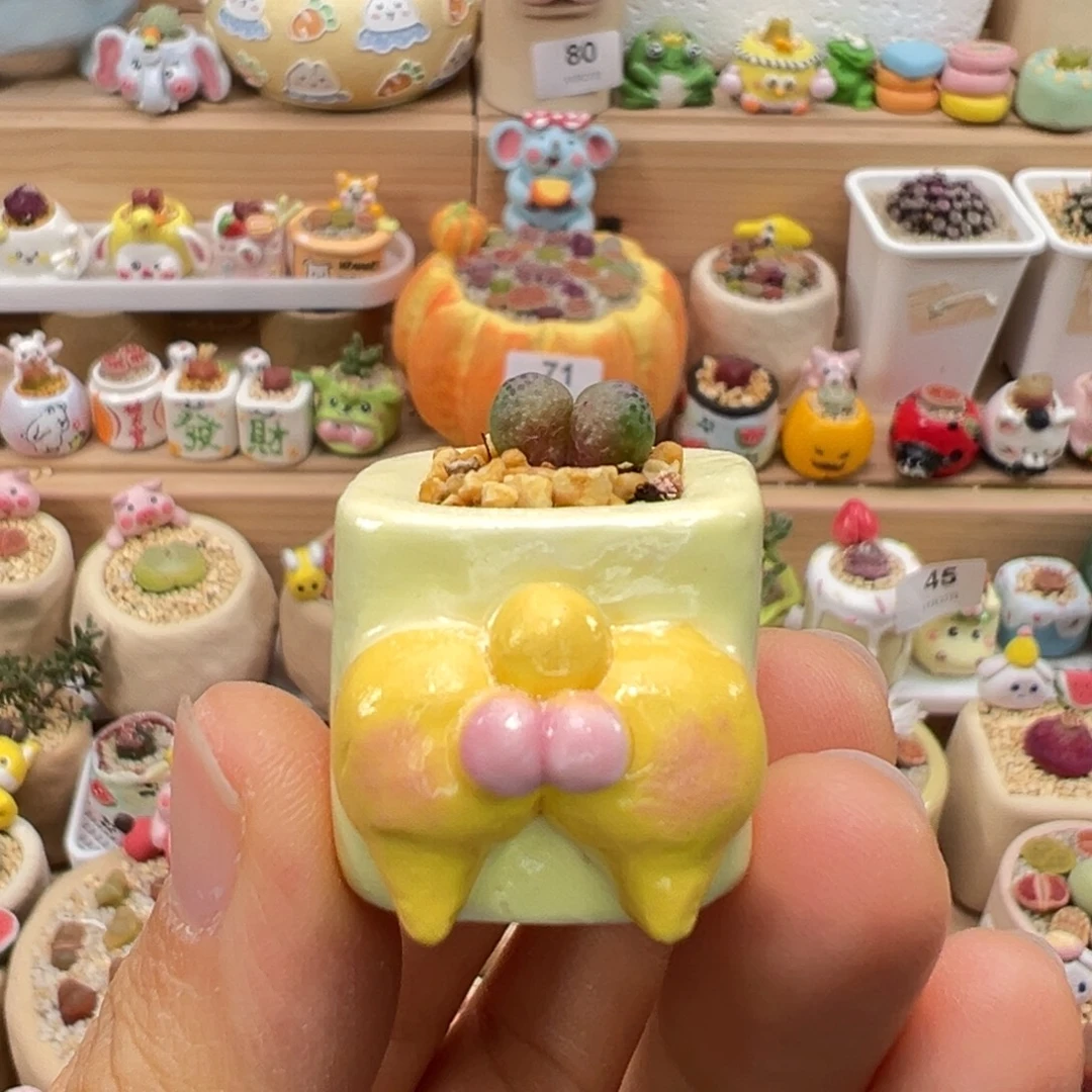 多肉植物96号草莓斑马