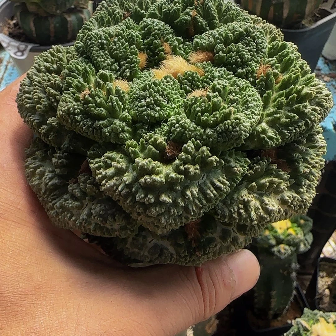 大哥斯拉657仙人球开花