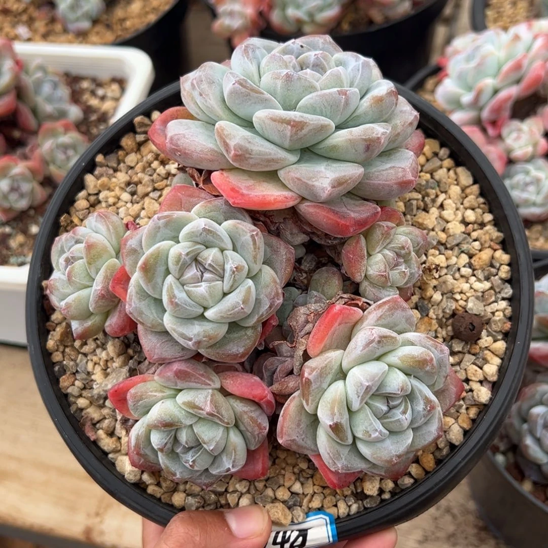 秘使专拍哈哈哈哈哈哈哈