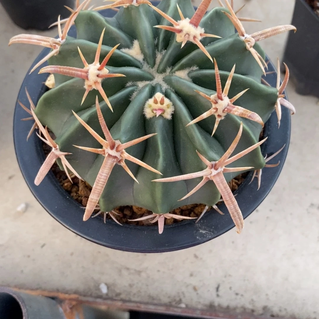 福***姊割刺凌波仙人球