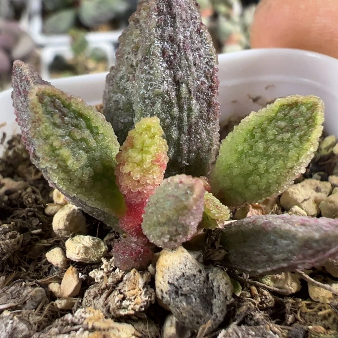 实生新品多肉植物水泡多肉植物