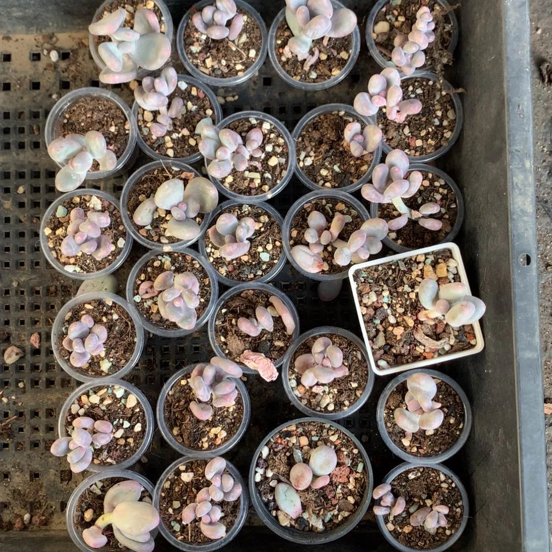 一起哈哈哈哈哈哈哈打包