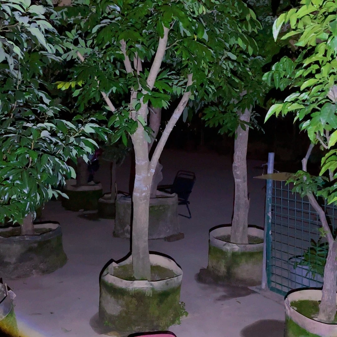 罗***马无花朵8888888888888