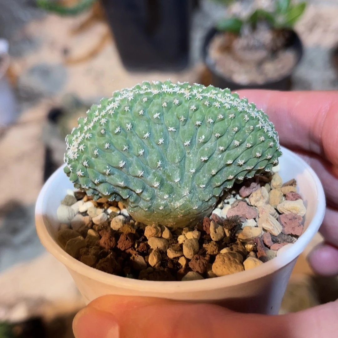 实生菊水缀化仙人球