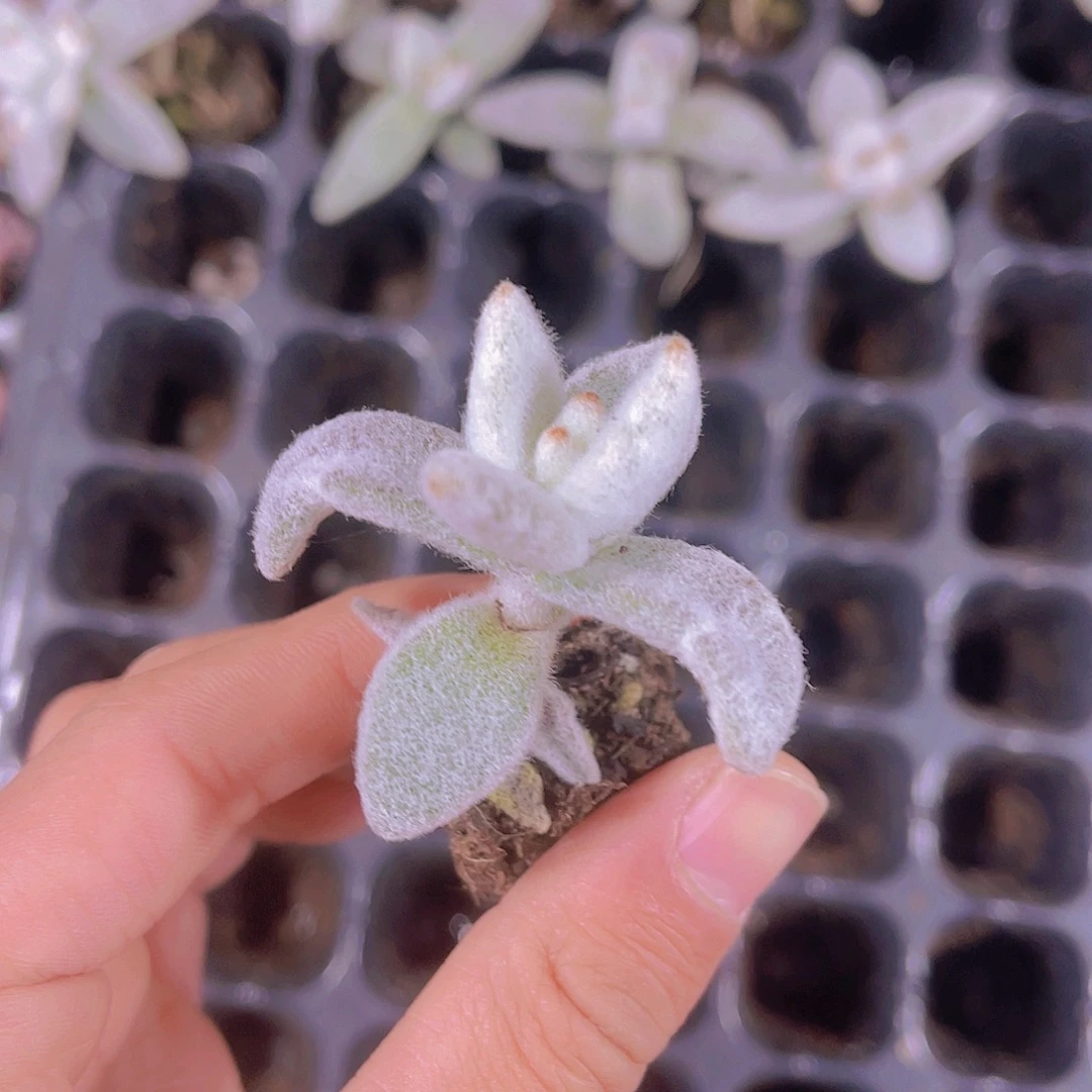 精品兔耳朵满9.9包邮