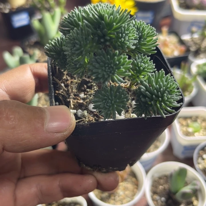 球松可爱多肉嘟嘟015