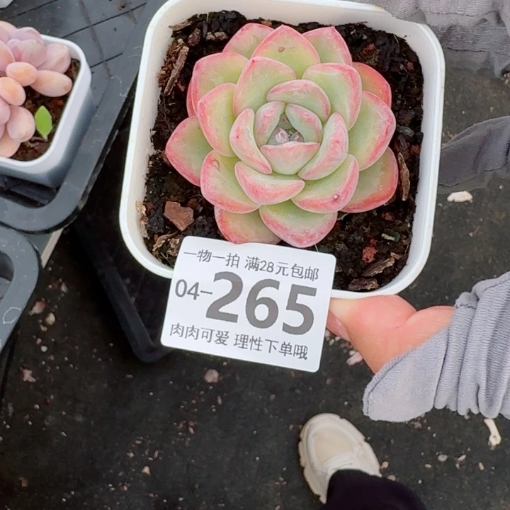 泡芙多肉植物多肉植物