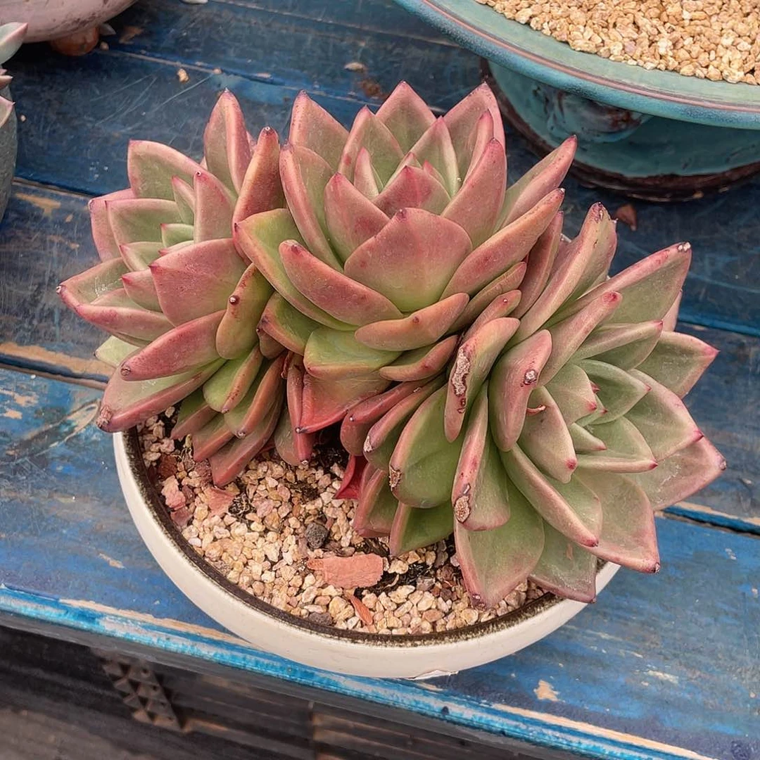 香槟杂多肉植物多肉