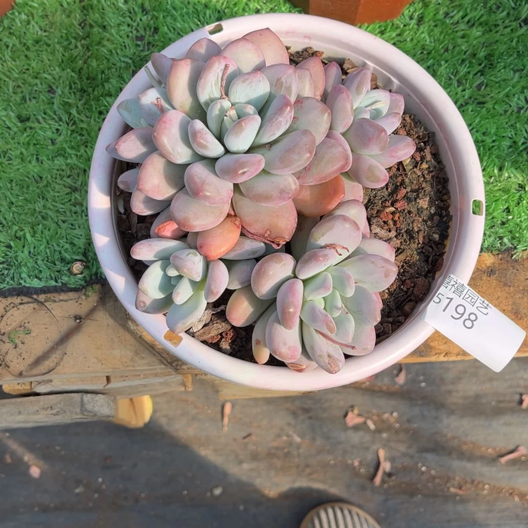 15198拉丝雨粗腿老庄