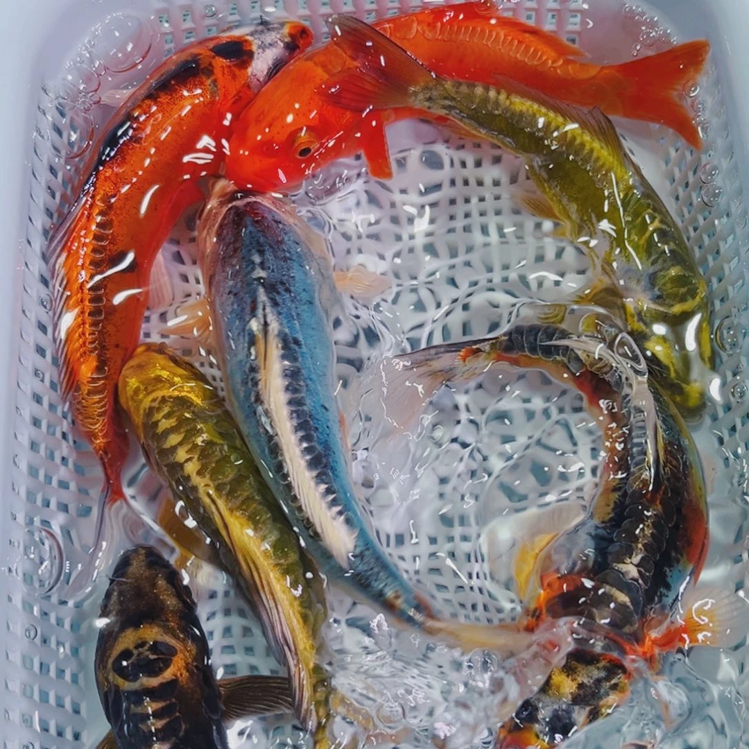 锦鲤锦鲤冷水鱼观赏145