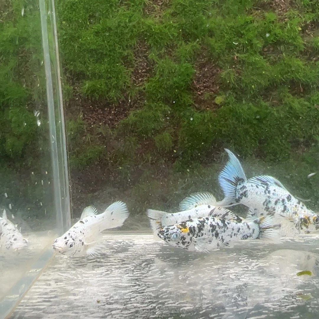 黑玛丽鱼鱼苗4条。