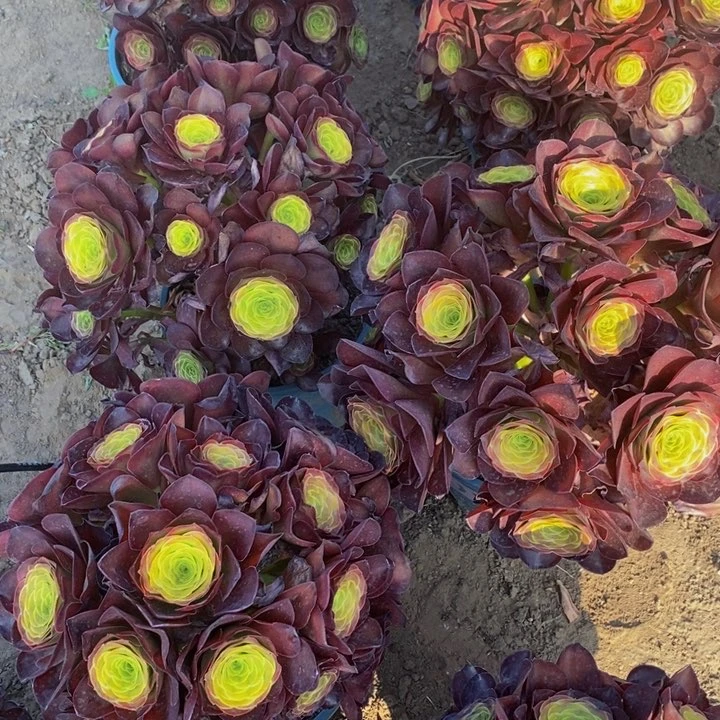 魅金玫瑰一颗多肉植物