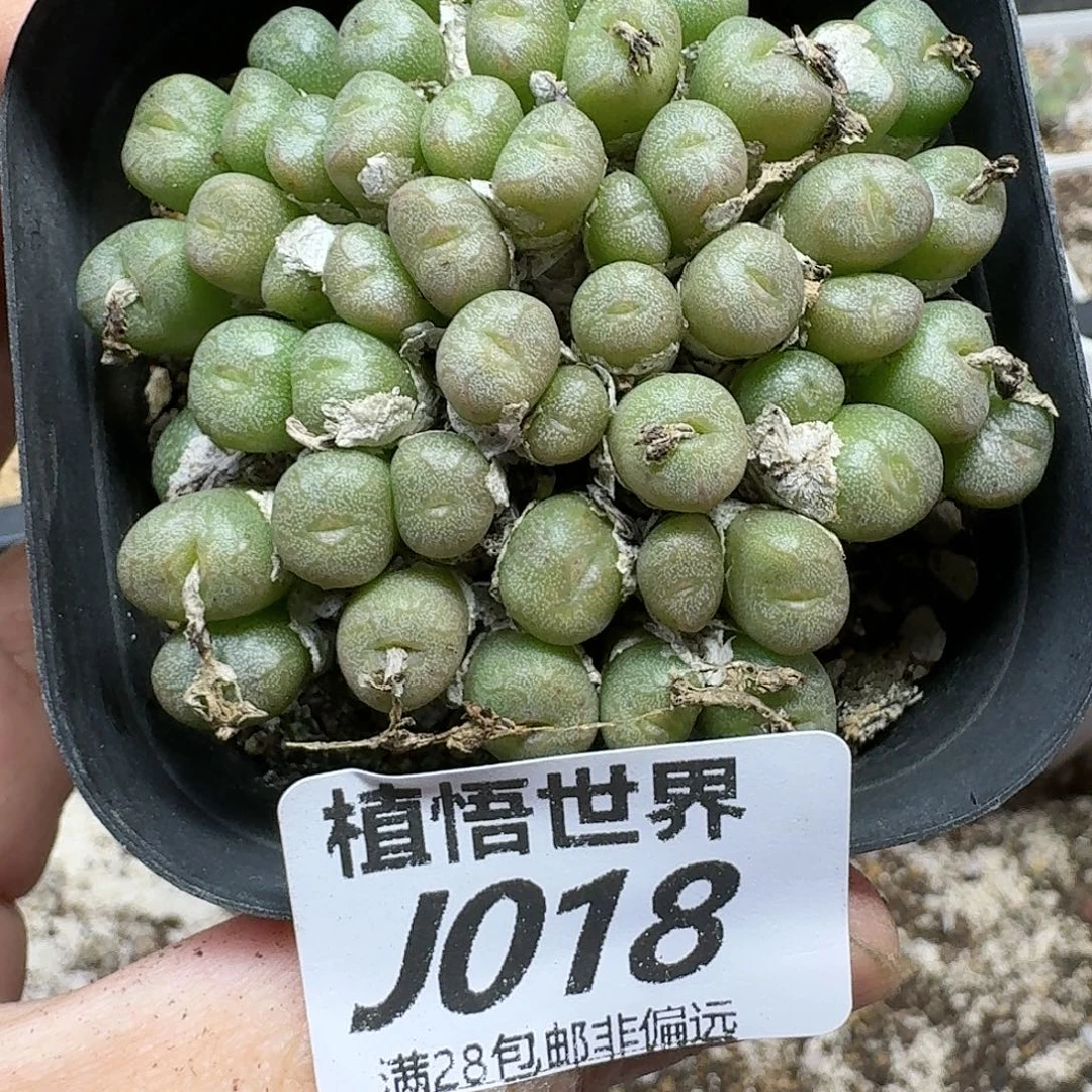 多肉植物的润泽fhhn