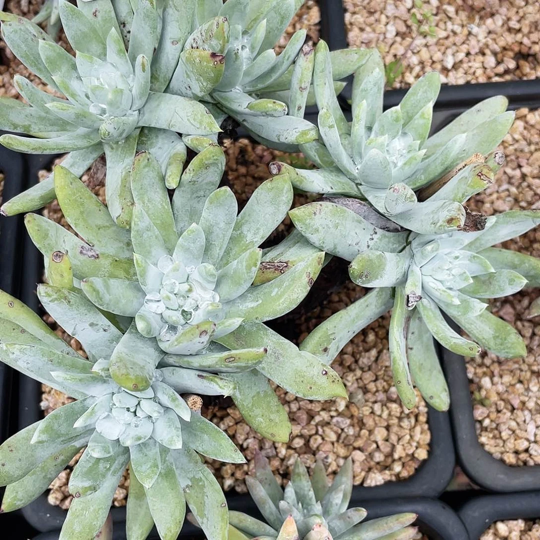 法瑞拇指多头5827