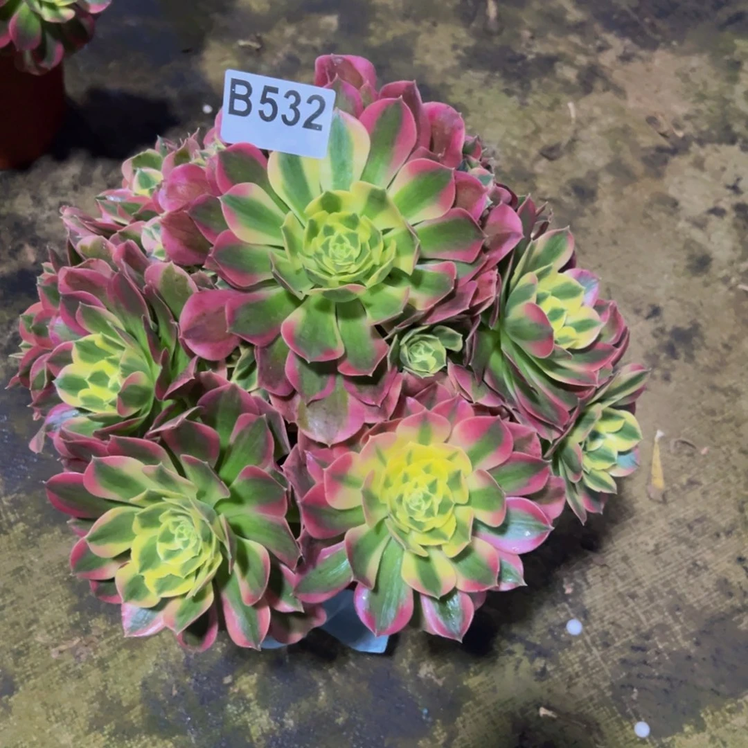 法师多肉白凤532