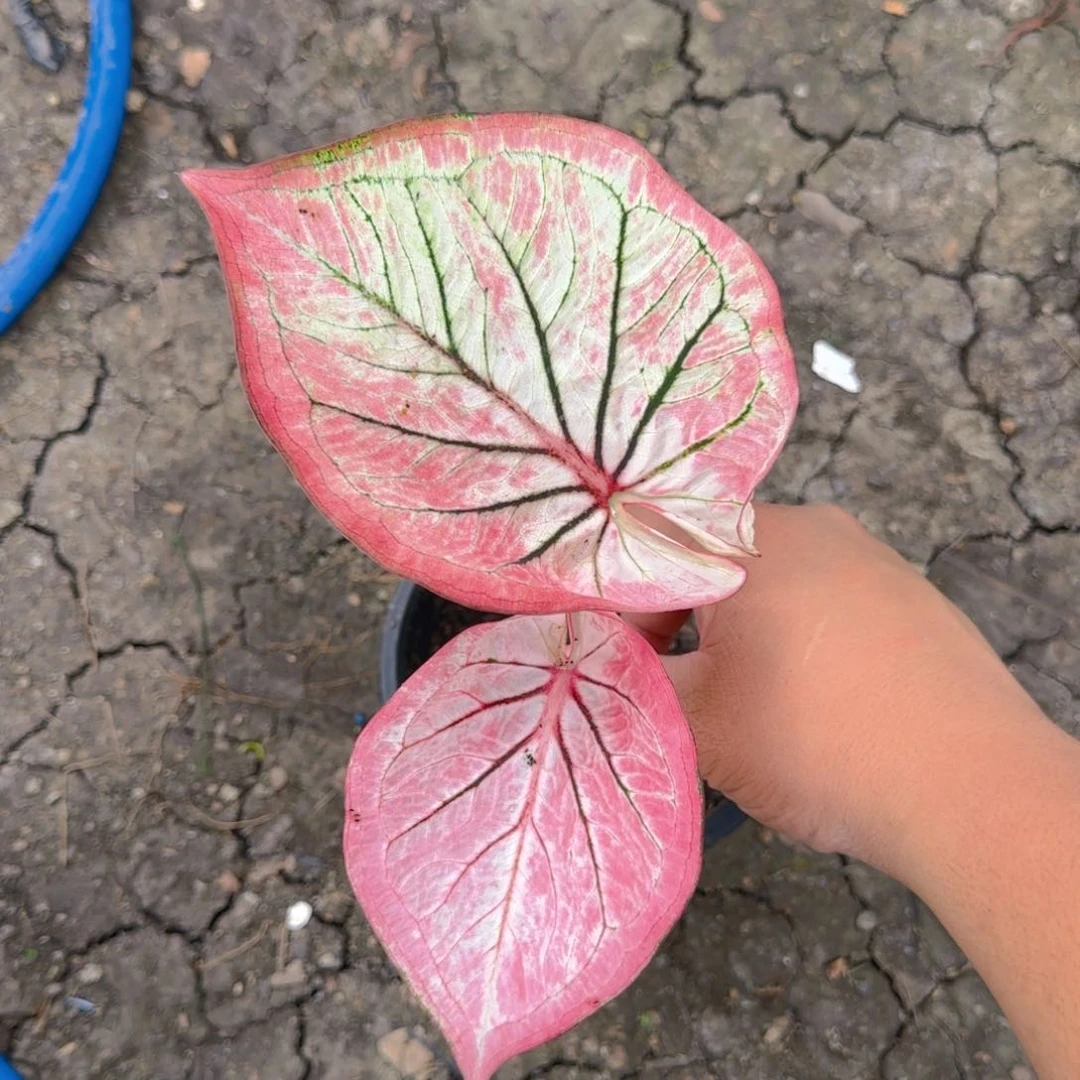 710-0727泰国发货