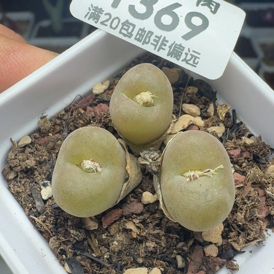 空卡带盆土。    3头。