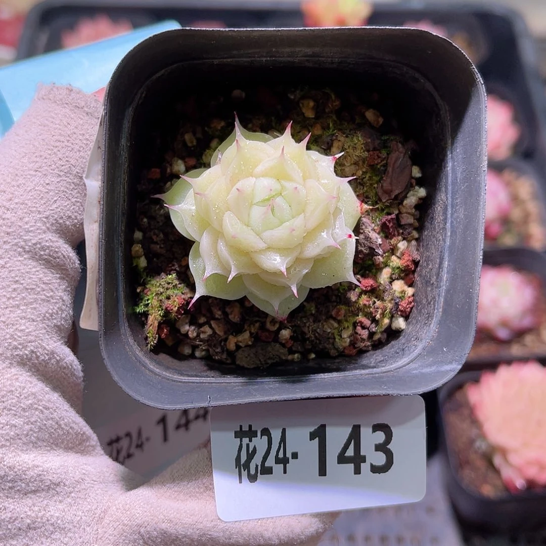 花利美24-143麦秆