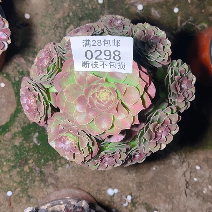 宏***0298抹茶多肉植物