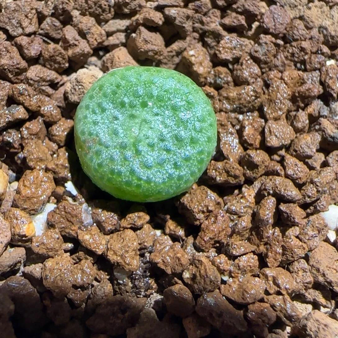 肉锥多肉植物组合-青团2