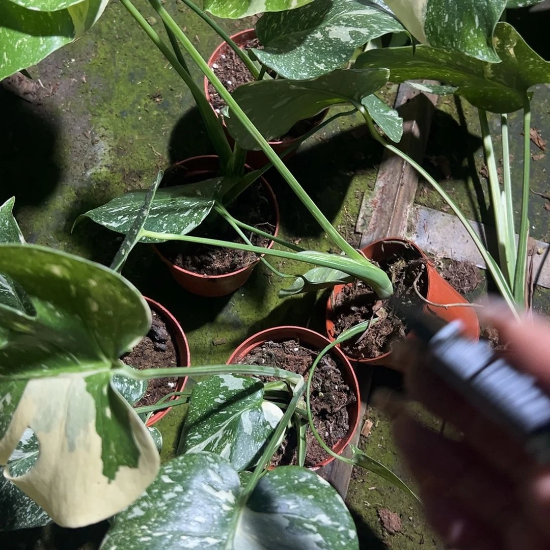 完全开放洒金龟背竹随机发货不售后
