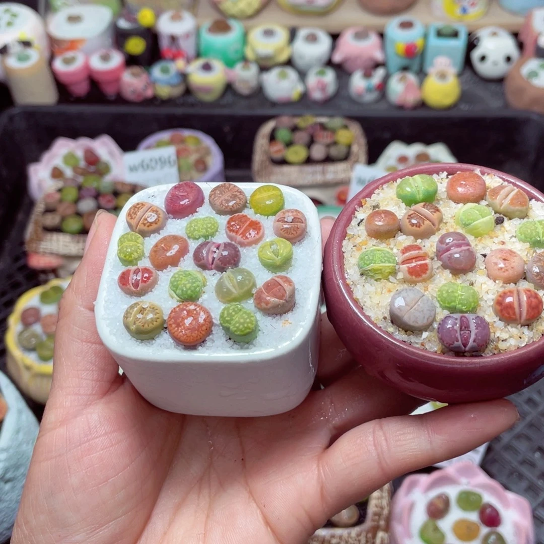 w6106 带盆土发货-零下地区拍保温箱