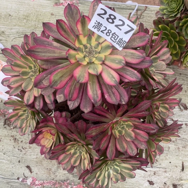 用****02827二号㺱舞天姬A