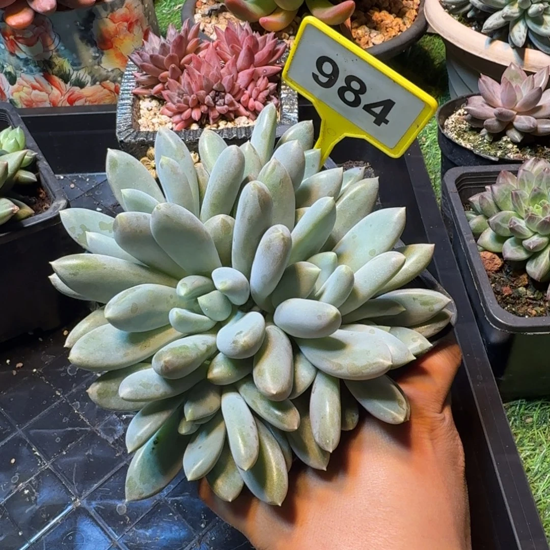 勇***前多肉植物胖体哥特984