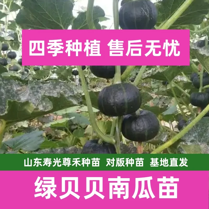 绿贝贝南瓜苗秧苗蔬菜苗四季高产开春福利带土发货穴盘苗寿光直发