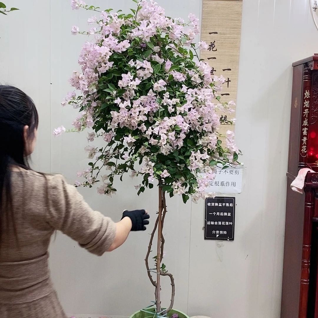 大部分花苞少量开放