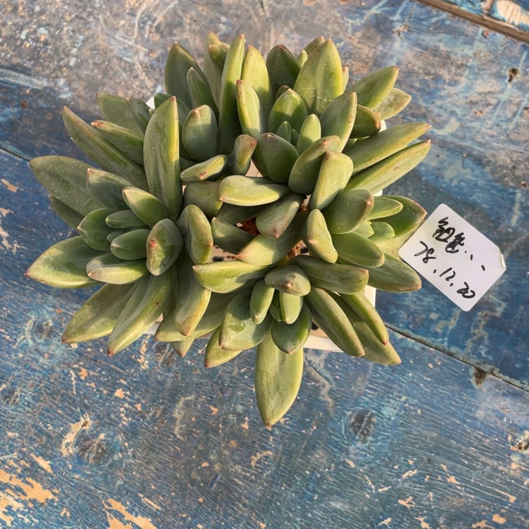 钮***橙一物一拍中通快递