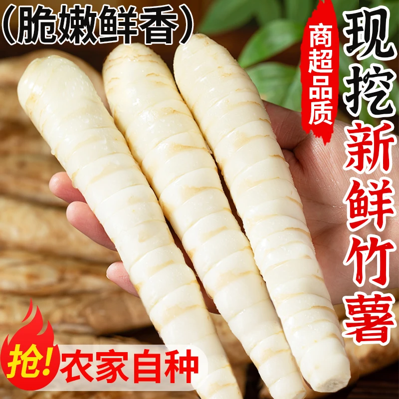 正宗竹薯新鲜现挖冬粉薯竹芋应季冬笋蔬菜火锅煲汤香煎食材包邮