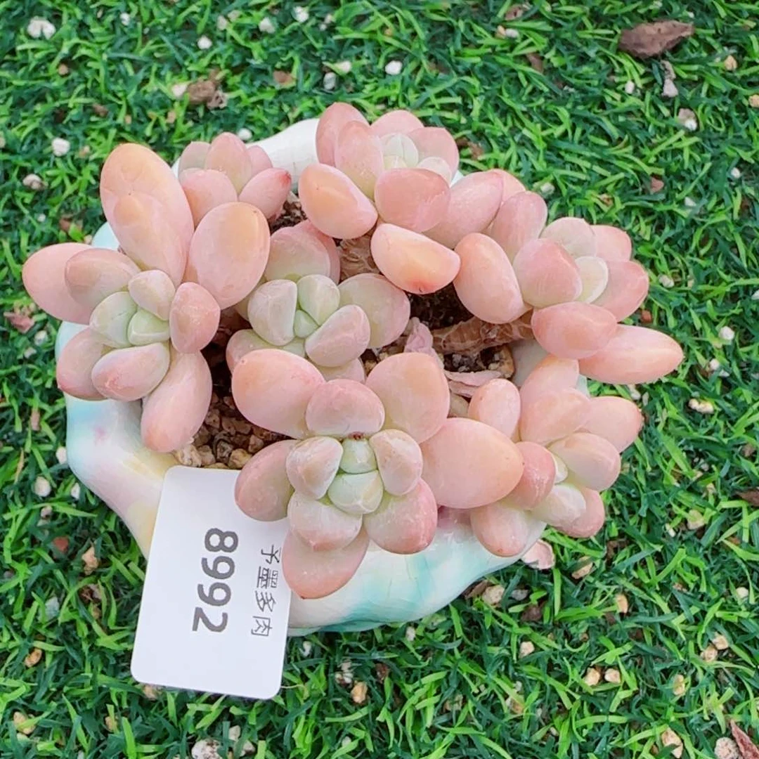 香玉无砍，8992多肉植物