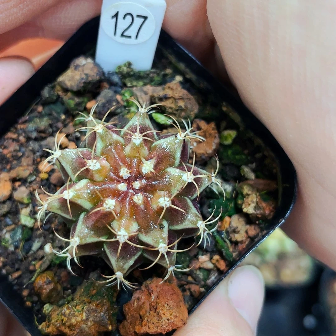 E****.非偏远地区满25包邮仙人球