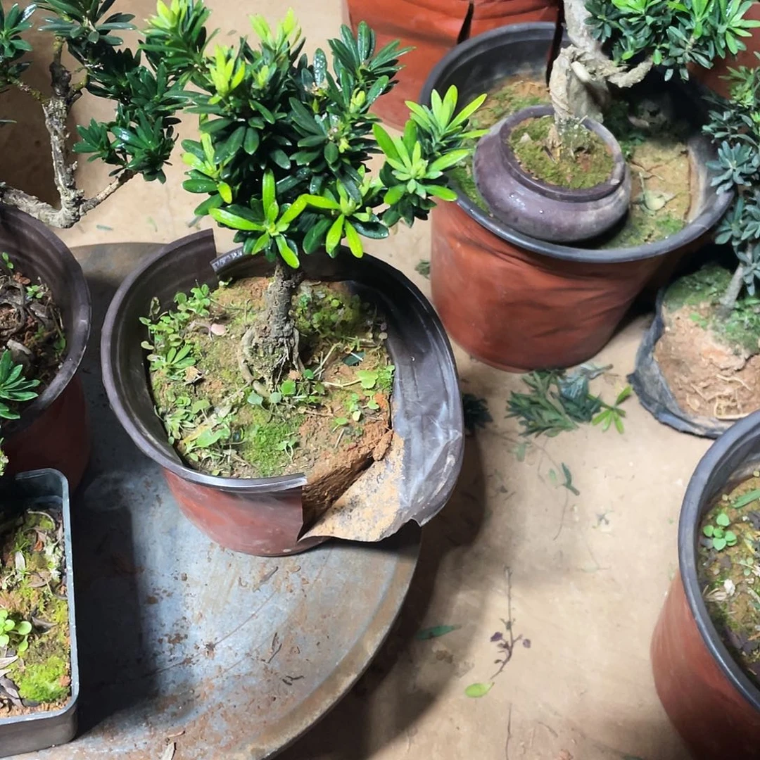 *****完全开放罗汉松盆景罗汉松