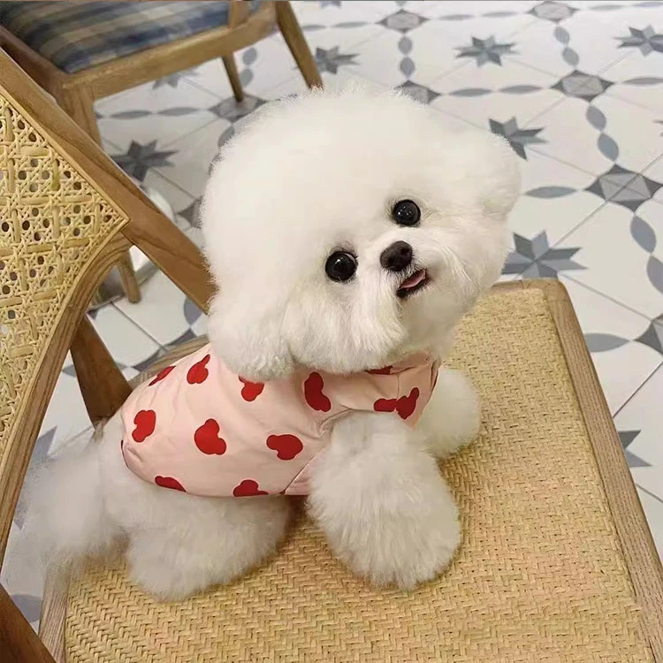 【宁波贵宠基地】韩系比熊泰迪熊狗狗活体