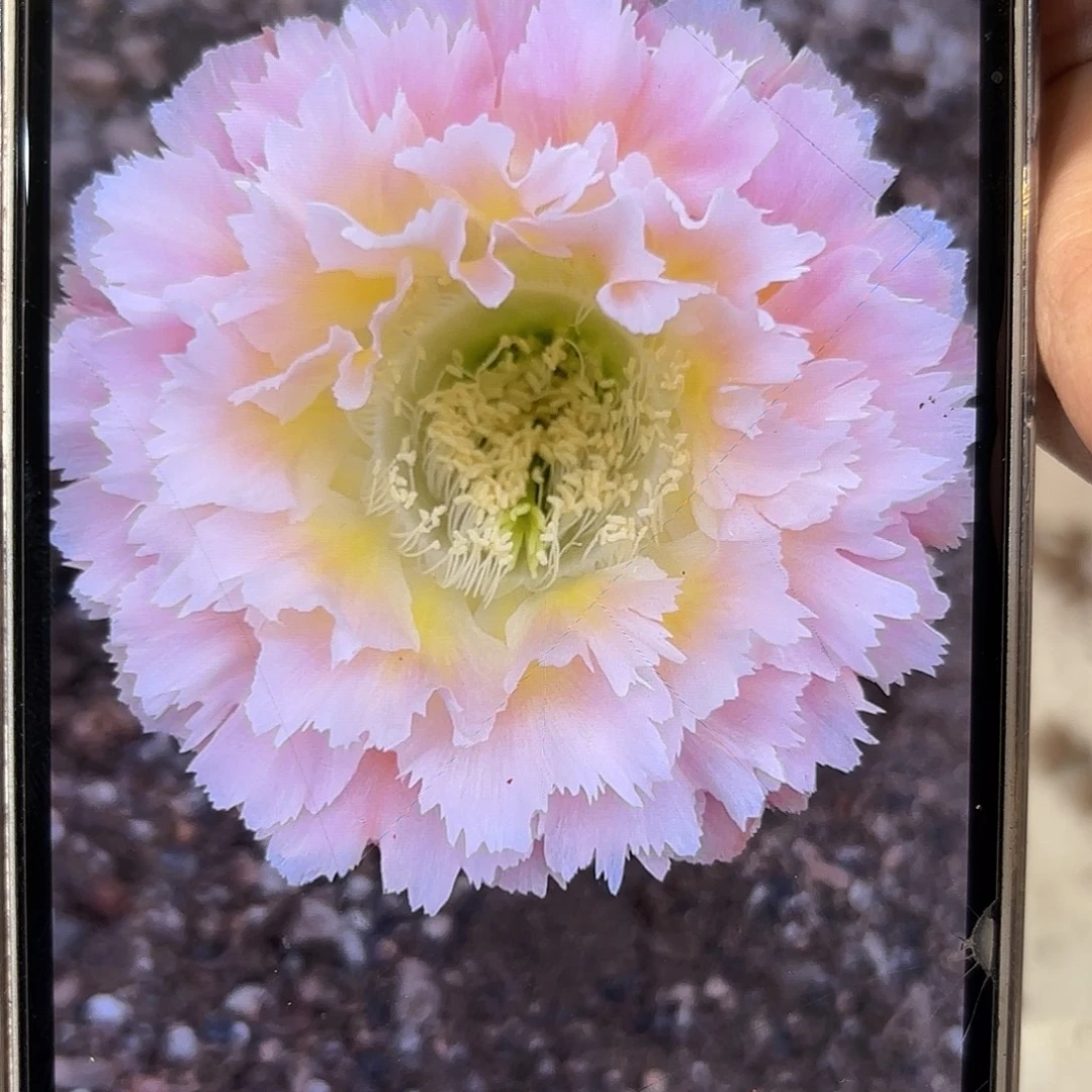 彩草颜如玉8公分左右
