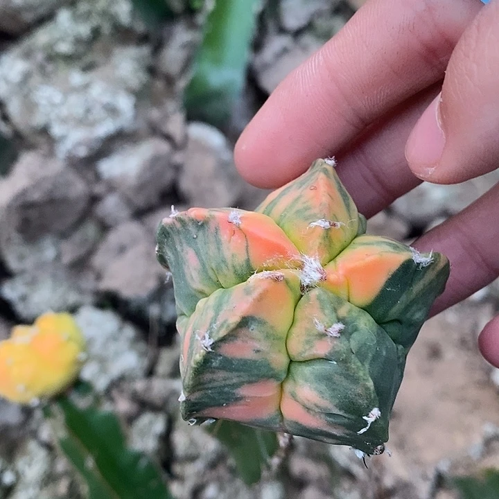 三角苗接散斑龟甲鸾锦