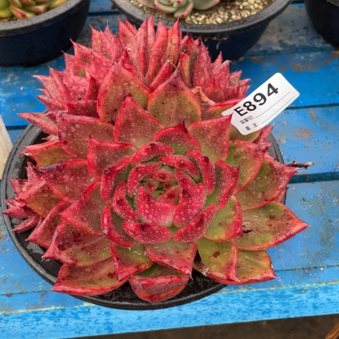 无花朵若如东云组拍E894