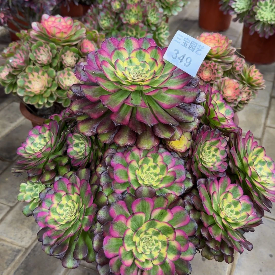 L*妮多肉植物349舞天姬