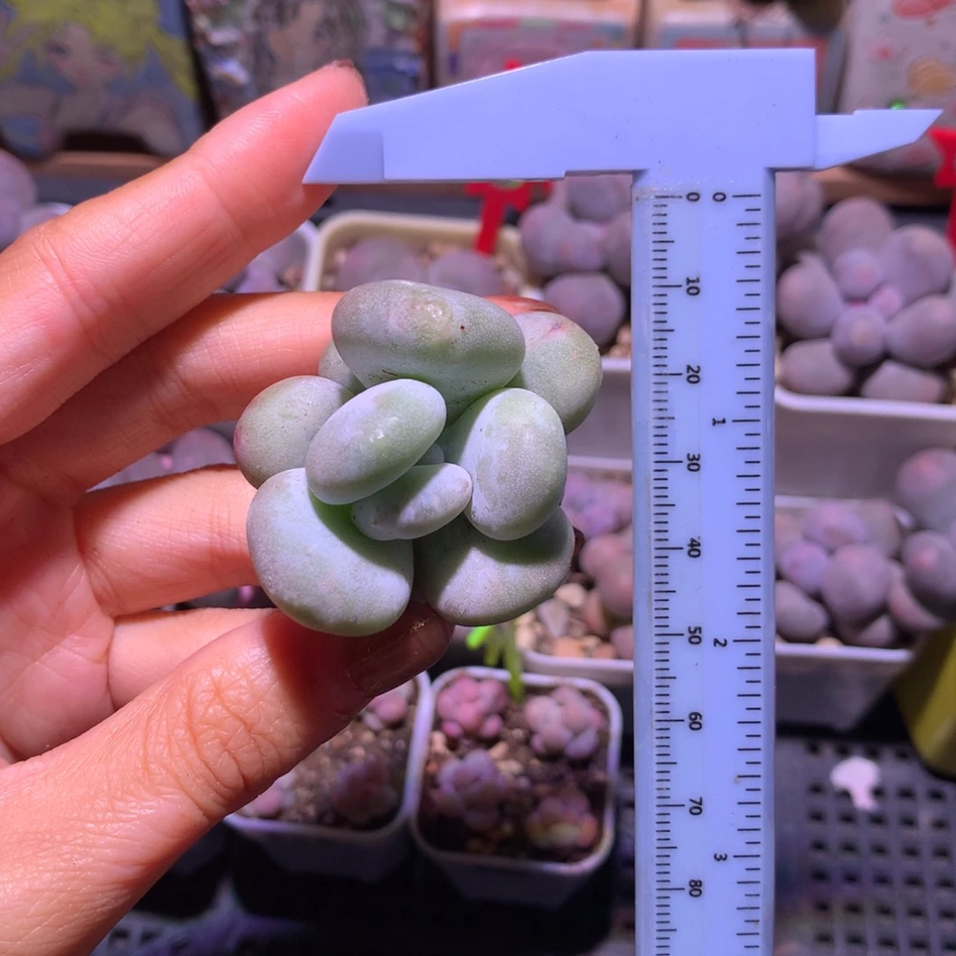 油煎 精品韩国奶酪多肉