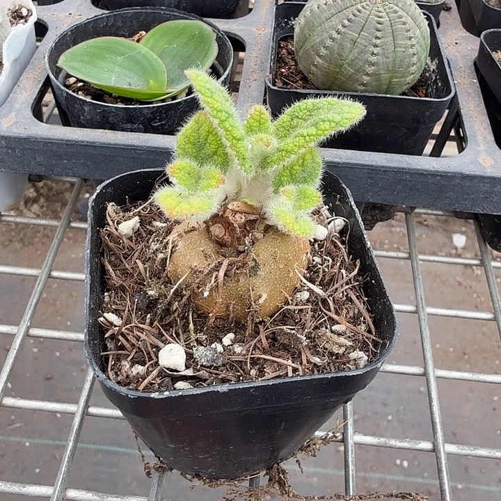 断崖王子块根6仙人球